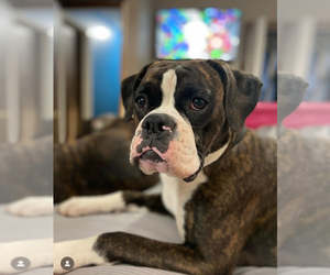 Father of the Boxer puppies born on 11/19/2025