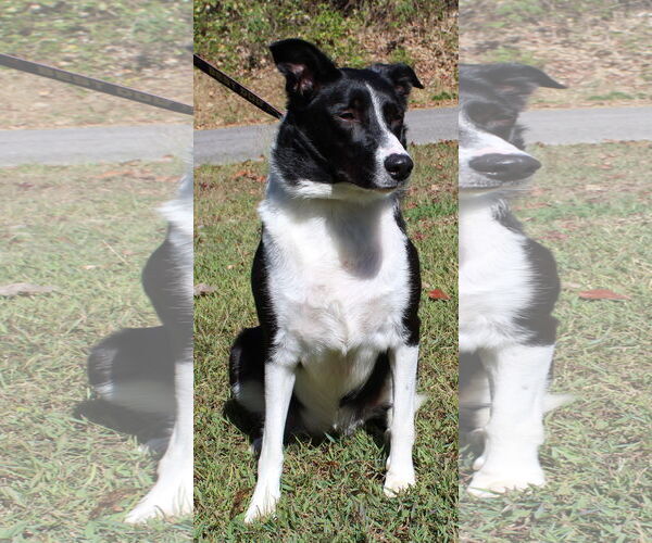 Medium Photo #4 Border Collie-Unknown Mix Puppy For Sale in Prattville, AL, USA