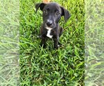 Small Photo #12 Mutt Puppy For Sale in Rosenberg, TX, USA