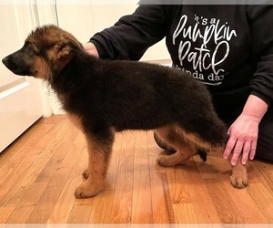 German Shepherd Dog Puppy for sale in COLUMBIA, KY, USA