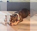 Small #1 Bulldog Mix