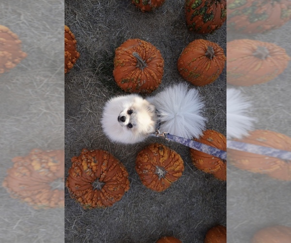 Medium Photo #1 Pomeranian Puppy For Sale in SANTA ROSA, CA, USA