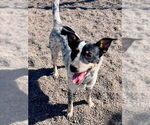 Small #1 Mutt