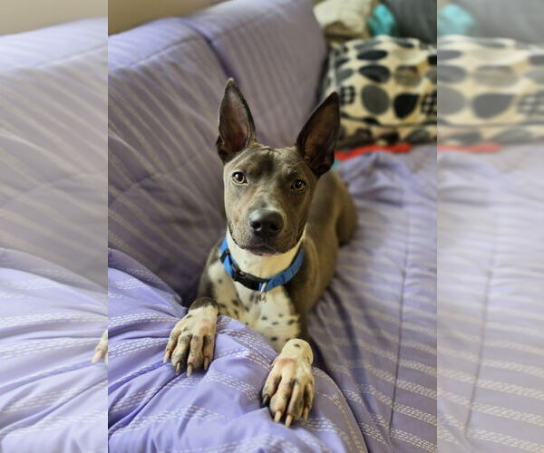 Medium Photo #3 Mutt Puppy For Sale in Rockaway, NJ, USA