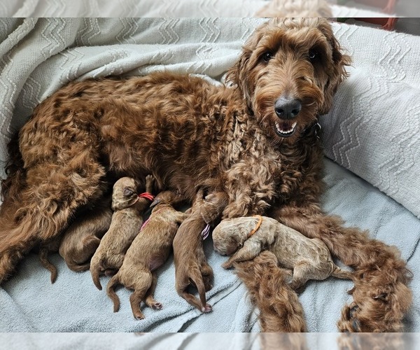 Medium Photo #1 Goldendoodle mix (+ Poodle Standard) Puppy For Sale in INDIANAPOLIS, IN, USA