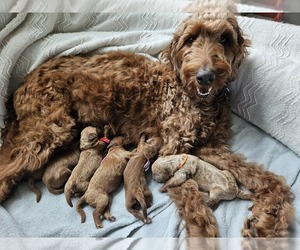 Mother of the Goldendoodle mix (+ Poodle Standard) puppies born on 08/04/2026
