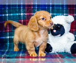 Puppy 3 Dachshund