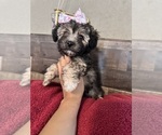 Small #17 Maltipoo