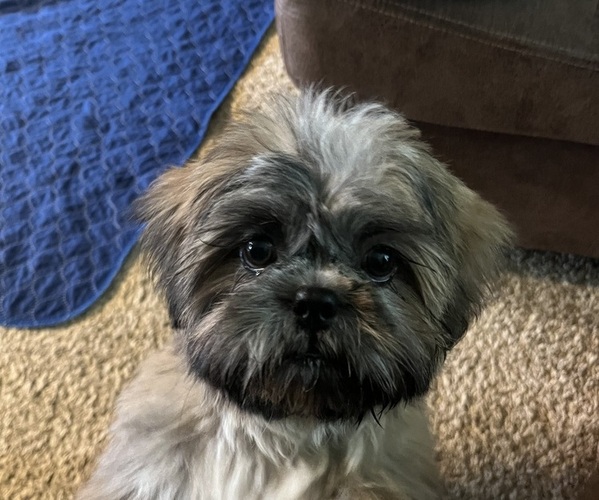 Medium Photo #1 Shih Tzu Puppy For Sale in HARRAH, OK, USA