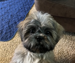 Shih Tzu Puppy for sale in HARRAH, OK, USA
