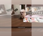 Small #3 Poodle (Toy)