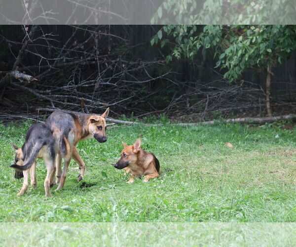 Medium Photo #18 German Shepherd Dog Puppy For Sale in Sebec, ME, USA