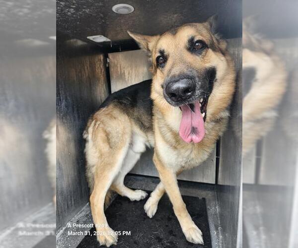 Medium Photo #1 German Shepherd Dog-Unknown Mix Puppy For Sale in San Antonio, TX, USA