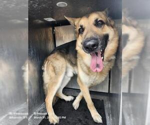 German Shepherd Dog-Unknown Mix Dogs for adoption in San Antonio, TX, USA