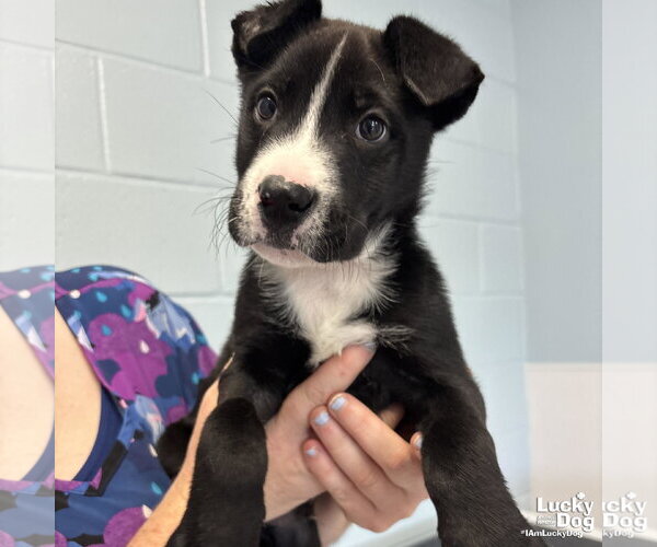 Medium Photo #1 Labrador Retriever-Unknown Mix Puppy For Sale in Washington, DC, USA