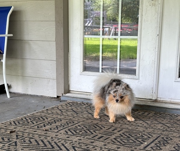 Medium Photo #8 Pomeranian Puppy For Sale in DALLAS, TX, USA