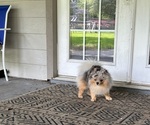 Small #7 Pomeranian