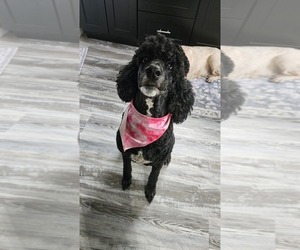 Mother of the Poodle (Standard) puppies born on 01/13/2026