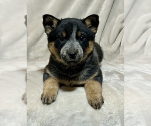 Australian Cattle Dog Puppy for sale in HILLSBORO, WI, USA
