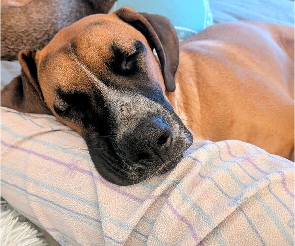 Medium Photo #3 Boxer-Unknown Mix Puppy For Sale in Stanwood, WA, USA