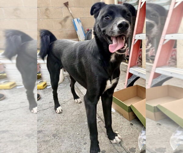 Medium Photo #3 Border Collie-Unknown Mix Puppy For Sale in San Diego, CA, USA