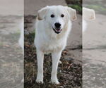 Small #2 Great Pyrenees