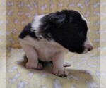 Small #7 Border Collie