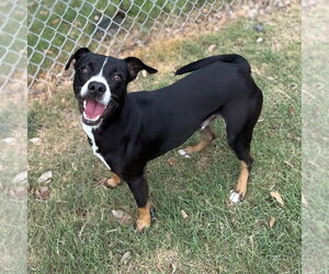Brody GCH - Male Chihuahua-Unknown Mix Dog for Adoption - Photo #4