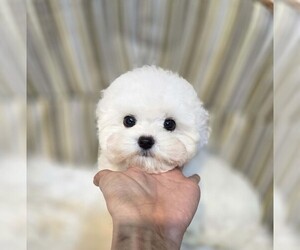 Bichon Frise Puppy for Sale in Uijeongbu-si, Gyeonggi-do Korea, South