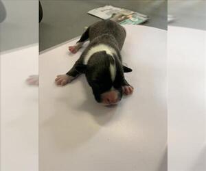 American Pit Bull Terrier-Unknown Mix Dogs for adoption in Corpus Christi, TX, USA
