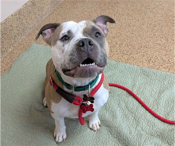 Medium Photo #1 Bulldog-Unknown Mix Puppy For Sale in Springfield, MA, USA