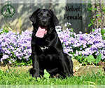 Puppy Velvet Bernese Mountain Dog-Labrador Retriever Mix