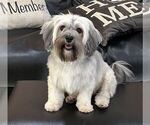 Small Photo #1 Havanese Puppy For Sale in MBORO, TN, USA