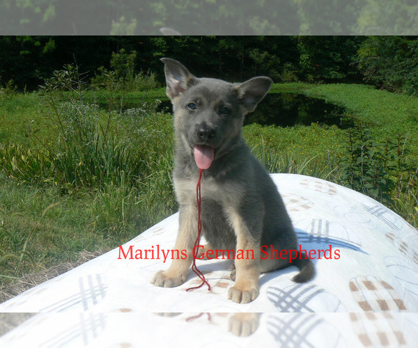 Medium Photo #1 German Shepherd Dog Puppy For Sale in PIEDMONT, MO, USA