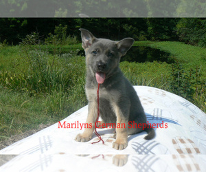 German Shepherd Dog Puppy for Sale in PIEDMONT, Missouri USA