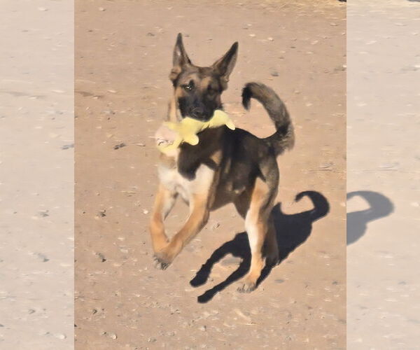 Medium Photo #3 German Shepherd Dog-Unknown Mix Puppy For Sale in Peralta, NM, USA