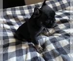 Puppy 4 French Bulldog