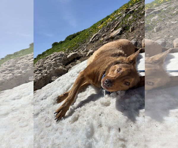 Medium Photo #8 Mutt Puppy For Sale in Sandy, UT, USA