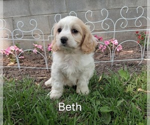 Cavachon Puppy for Sale in MOUNT PLEASANT, Michigan USA