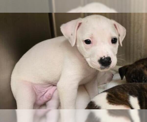Medium Photo #1 Dalmatian-Pointer Mix Puppy For Sale in Orange, CA, USA