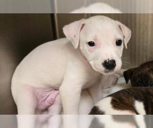 Medium Dalmatian-Pointer Mix