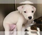Small Dalmatian-Pointer Mix