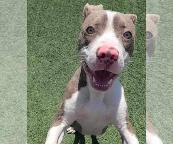 Medium Photo #3 American Pit Bull Terrier-Unknown Mix Puppy For Sale in Rockwall, TX, USA
