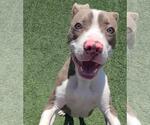 Small #2 American Pit Bull Terrier Mix