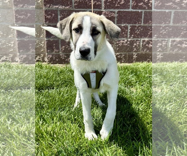 Medium Photo #2 Anatolian Pyrenees Puppy For Sale in Lee's Summit, MO, USA