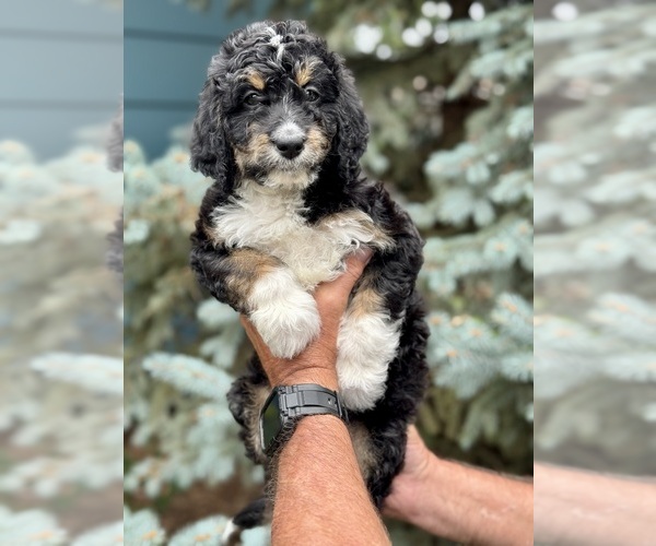 Medium Photo #5 Miniature Bernedoodle Puppy For Sale in BLUE SPRINGS, MO, USA