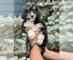 Puppy Puppy 2 Miniature Bernedoodle