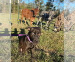 Small #2 Labrador Retriever Mix