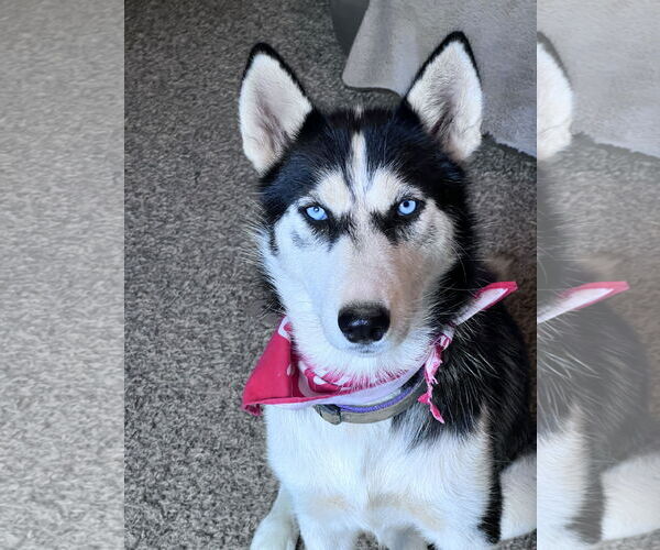 Medium Photo #4  Puppy For Sale in , 