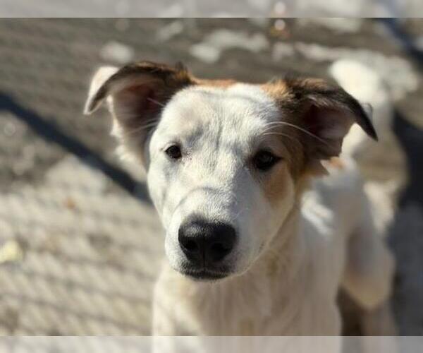 Medium Photo #1 Collie-Unknown Mix Puppy For Sale in Tulsa, OK, USA